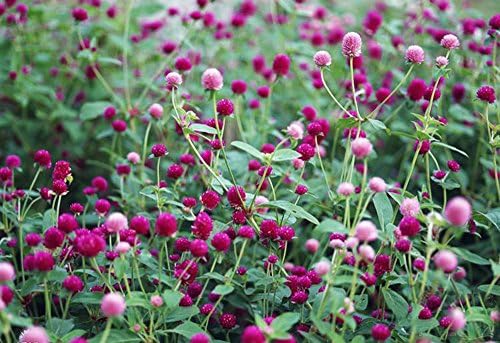 TooGet Dried Gomphrena Globosa Flowers 4 Oz Natural Globe Amaranth