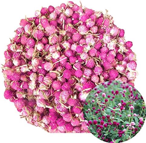 TooGet Dried Gomphrena Globosa Flowers 4 Oz Natural Globe Amaranth