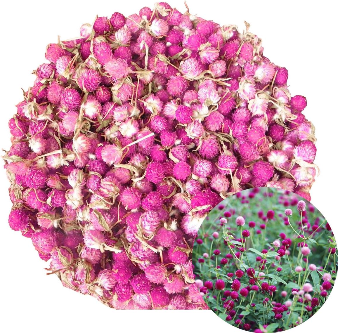 TooGet Dried Gomphrena Globosa Flowers 4 Oz Natural Globe Amaranth